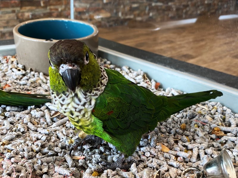 Black Capped Conure