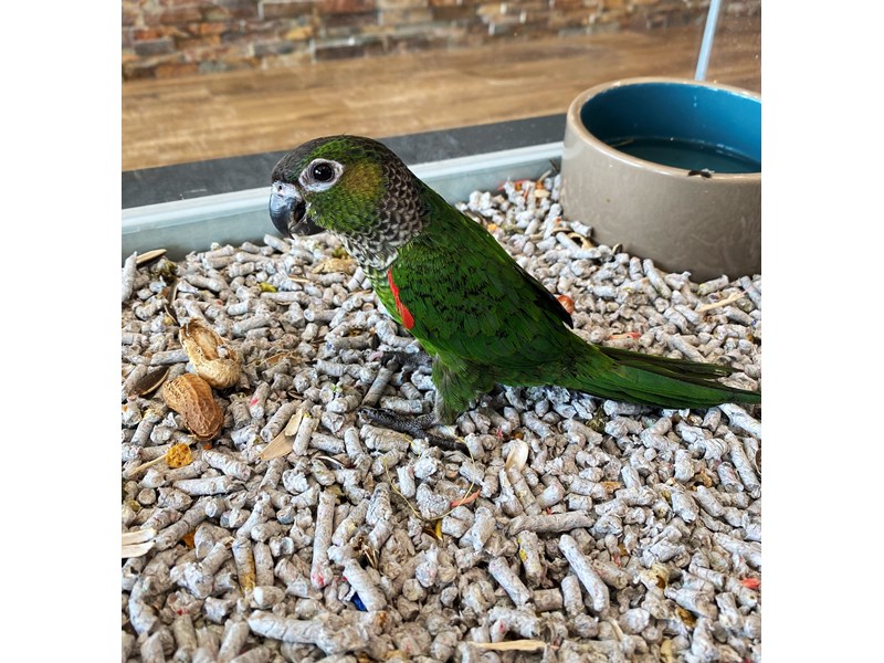 Black Capped Conure