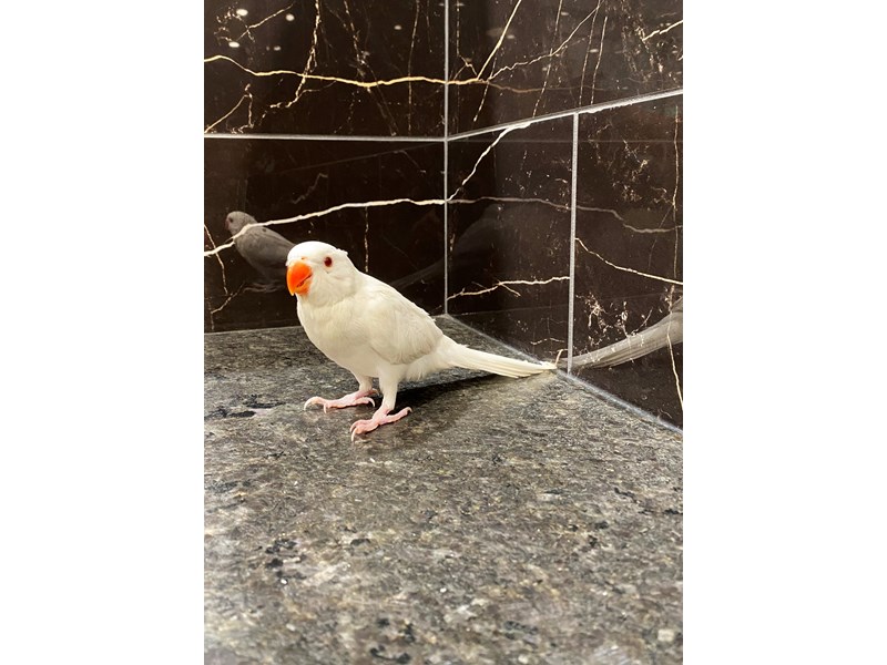 White Indian Ringneck ParakeetBirdWHITE3641872Petland Columbus, Ohio
