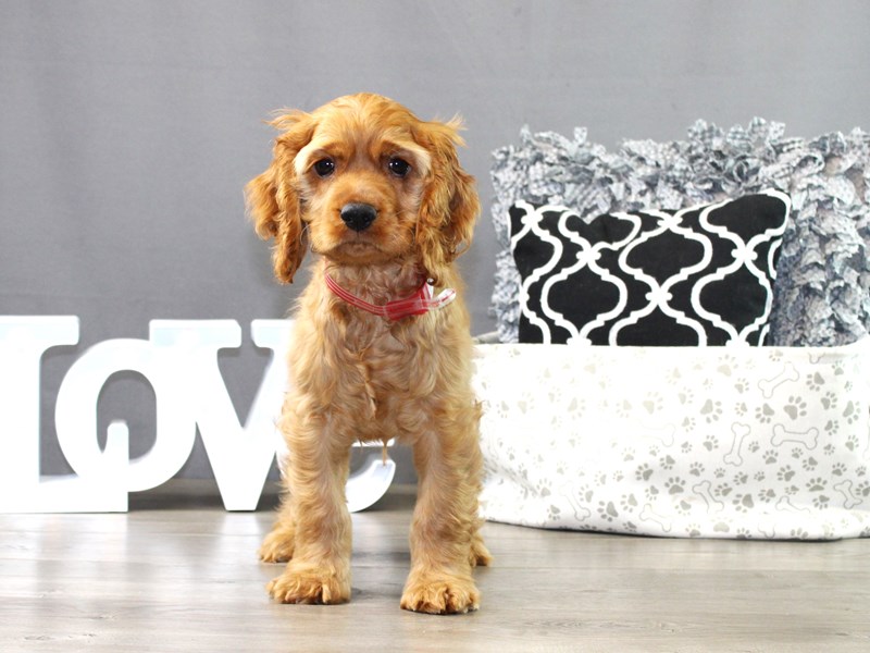 Cocker Spaniel
