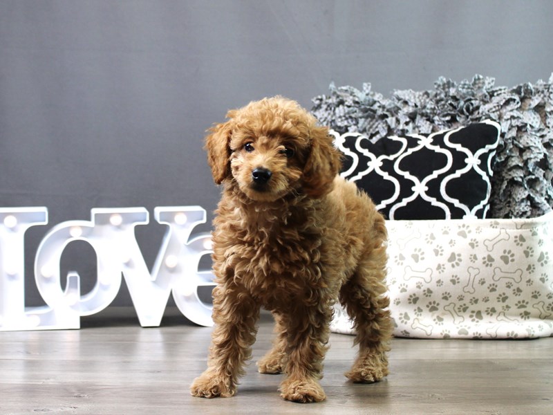 Mini Goldendoodle – Kenobi