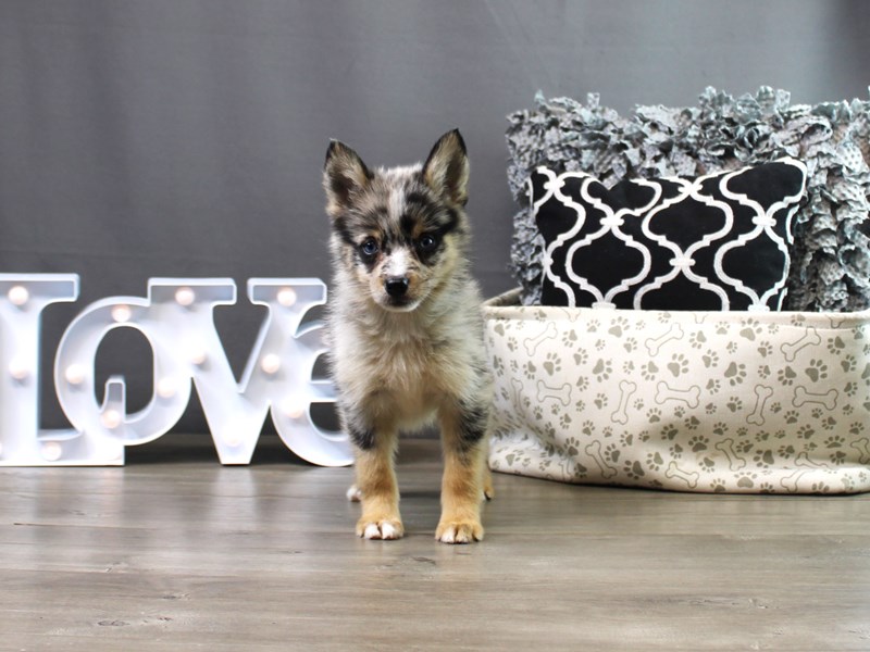 Pomsky