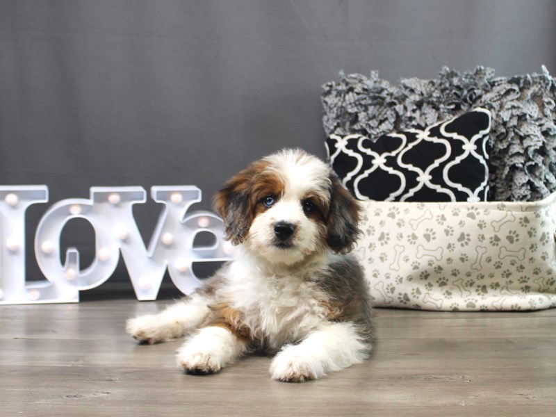 Mini Aussiedoodle – Ivy