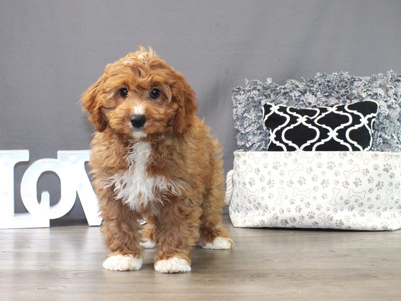 Cavapoo – Buddy