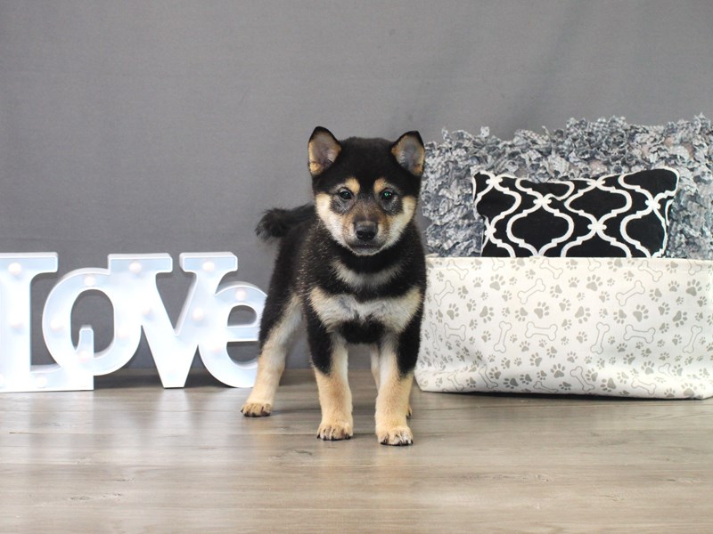 Shiba Inu