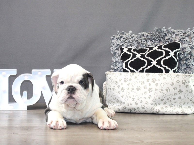 English Bulldog – Brutus