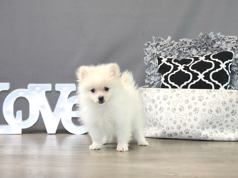 Pomeranian – Violet