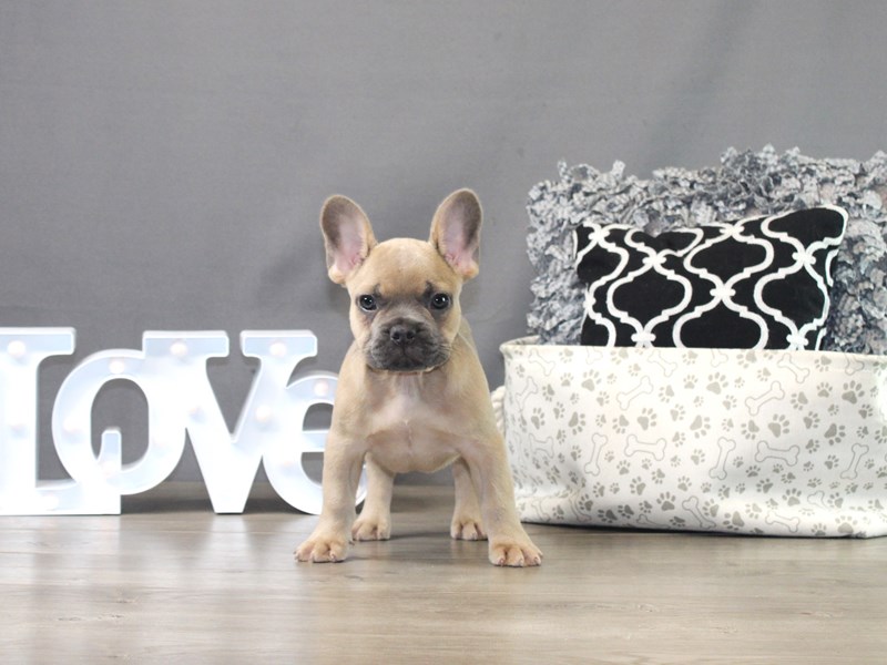 French Bulldog – Hank
