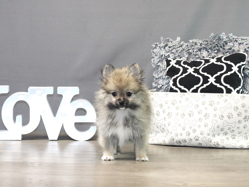 Pomeranian