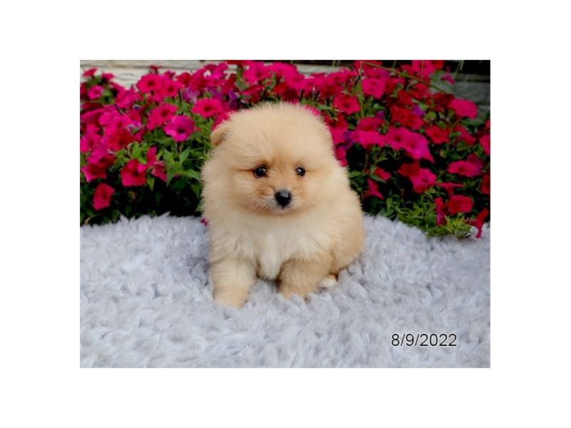 Pomeranian