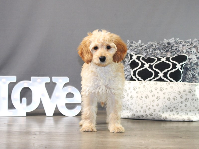 Mini Goldendoodle
