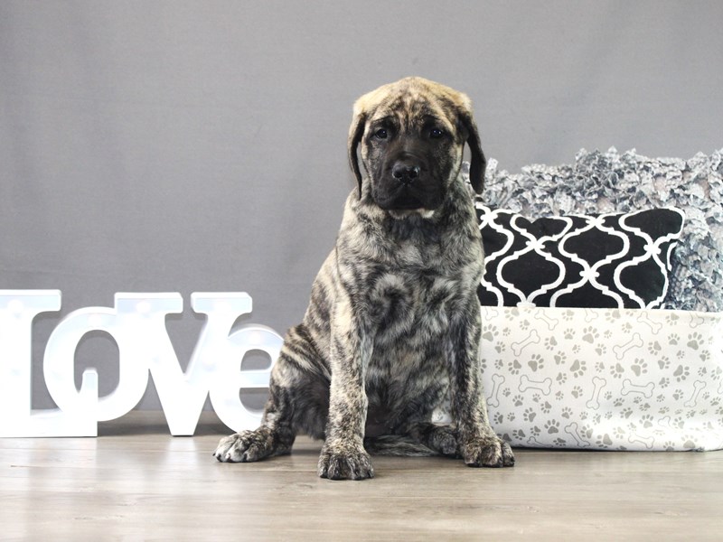 English Mastiff