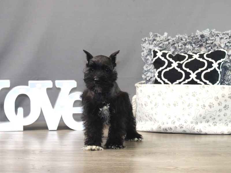 Miniature Schnauzer