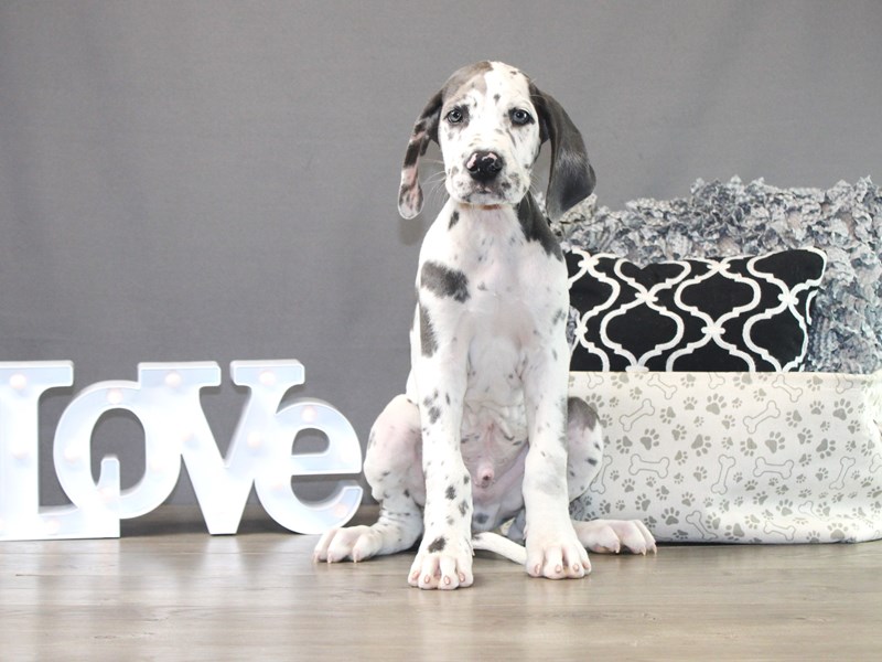 Great Dane