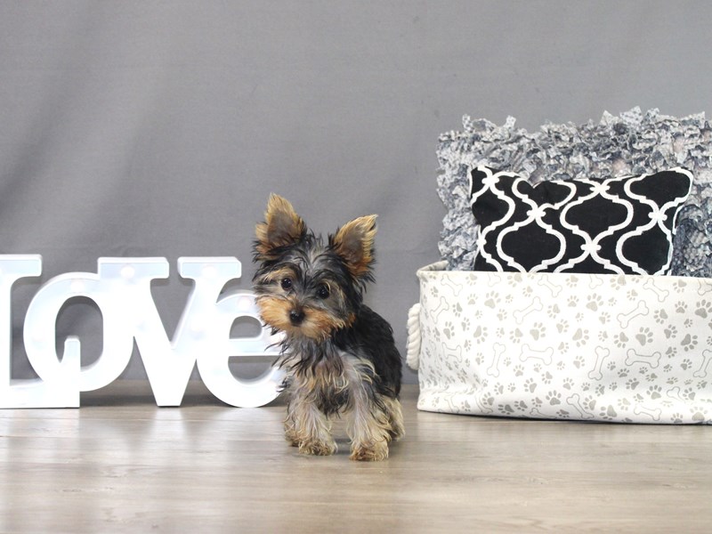 Yorkshire Terrier