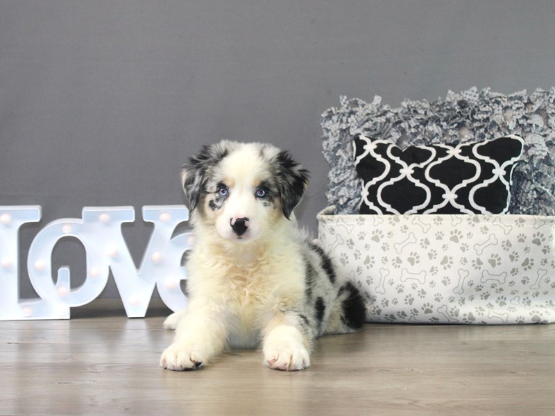 Australian Shepherd