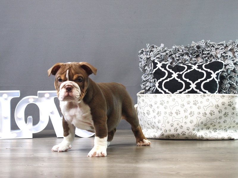 English Bulldog