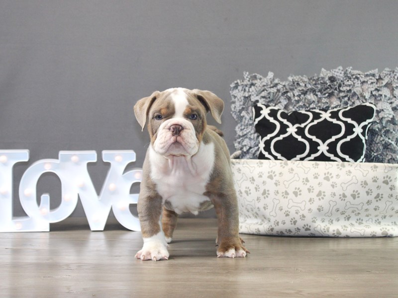 English Bulldog