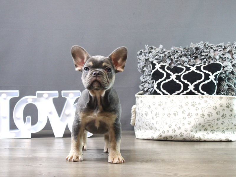 French Bulldog