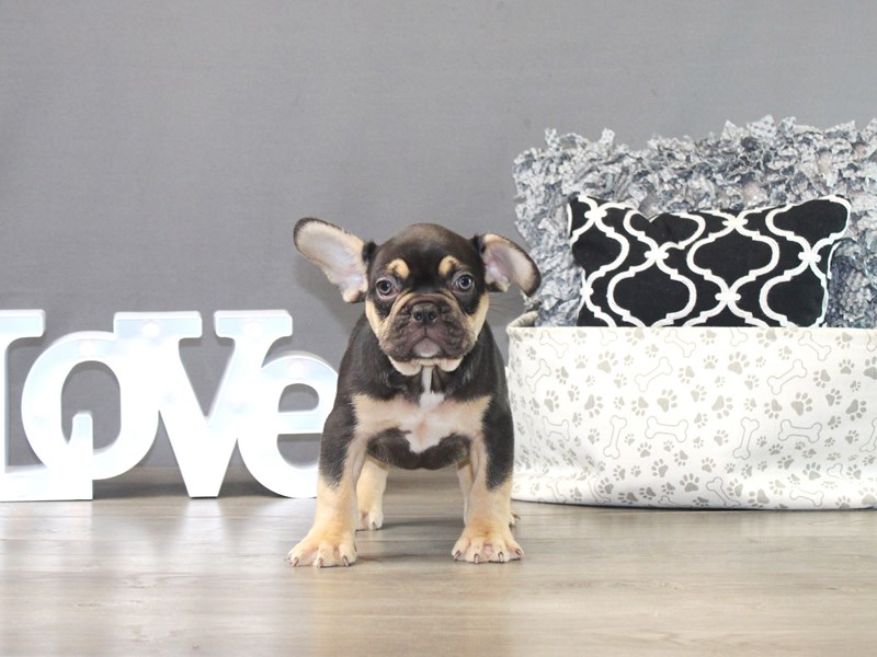 French Bulldog