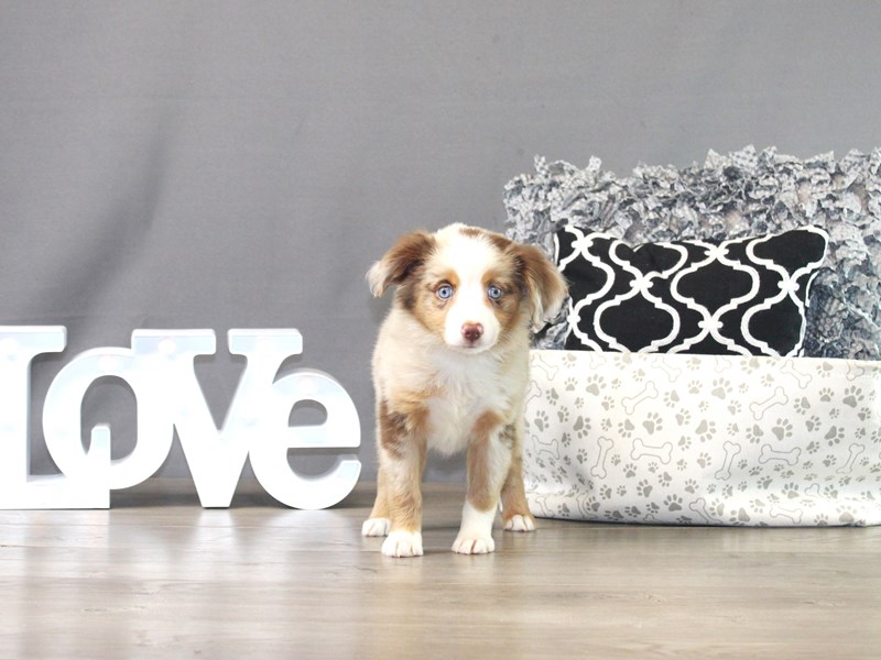 Miniature Australian Shepherd