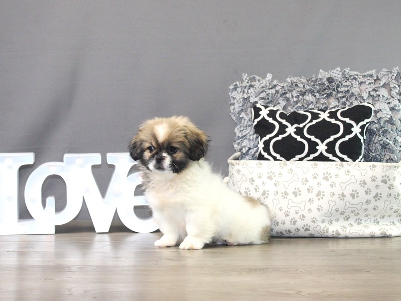 Pekingese – Oreo