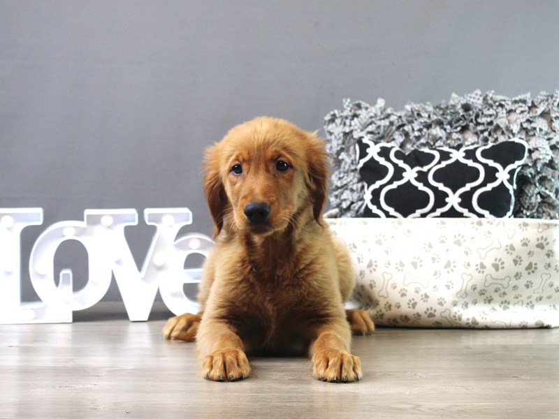 Golden Retriever