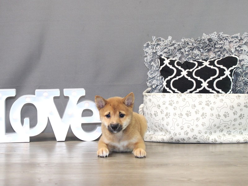 Shiba Inu
