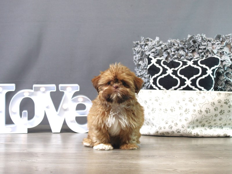 Shih Tzu – Tejada Watkins