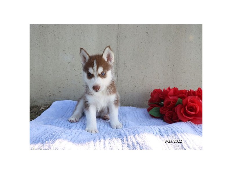 Siberian Husky