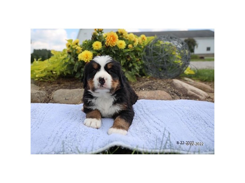 Bernese Mountain Dog