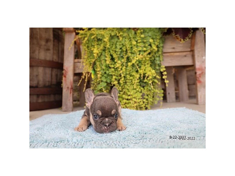French Bulldog