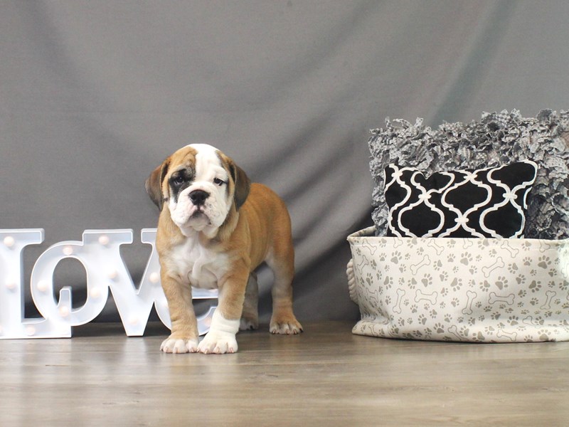 Beabull Bulldog – rufus
