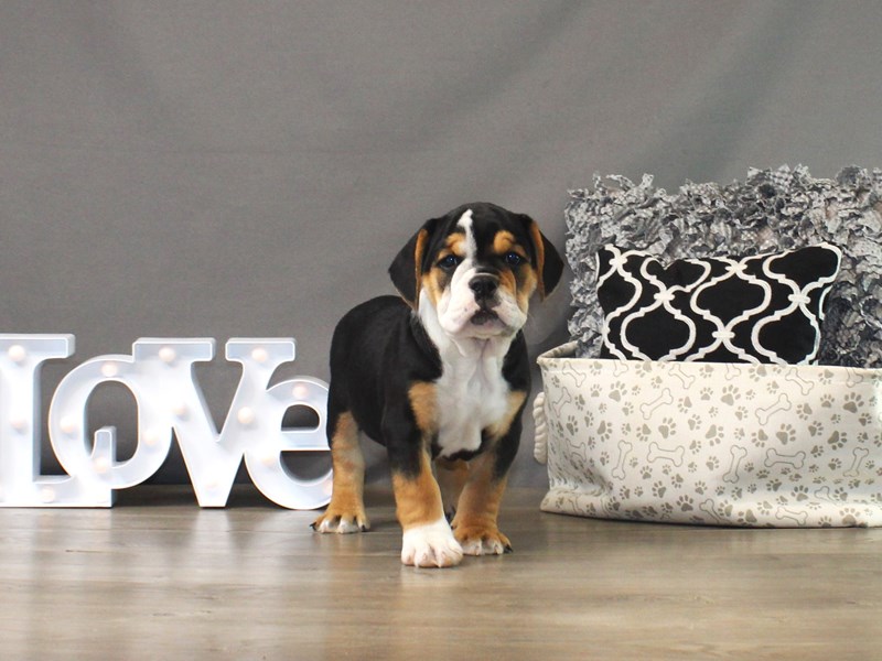 Beabull Bulldog