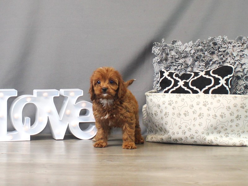 Cavapoo-Dog-Male-Ruby-3918689-Petland Columbus, Ohio