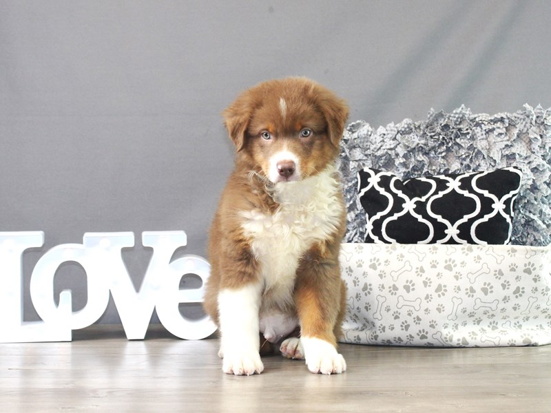 Australian Shepherd – Simba