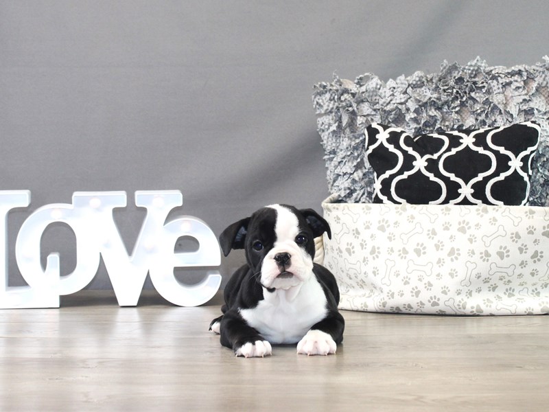 English Bulldog – Wednesday