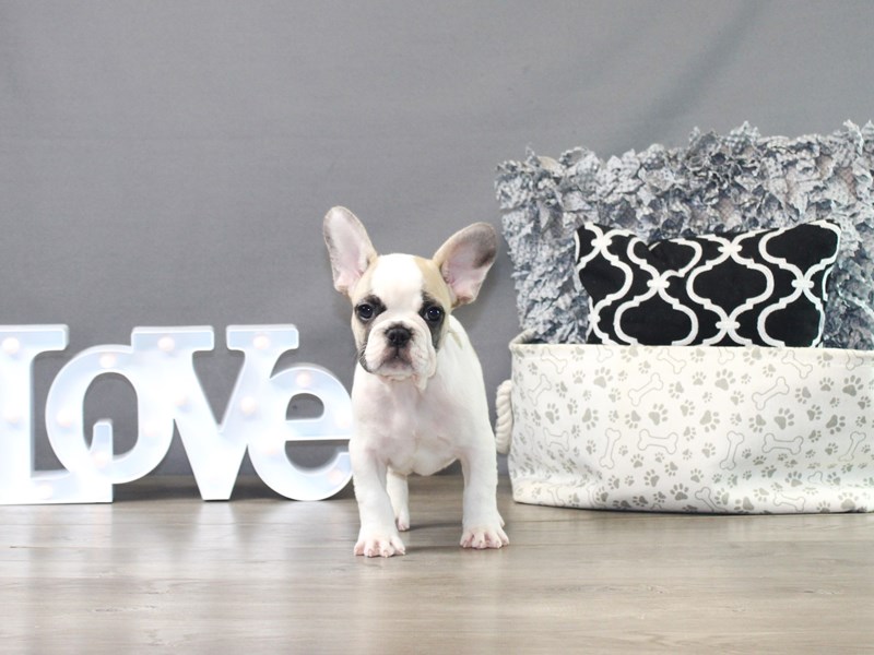French Bulldog