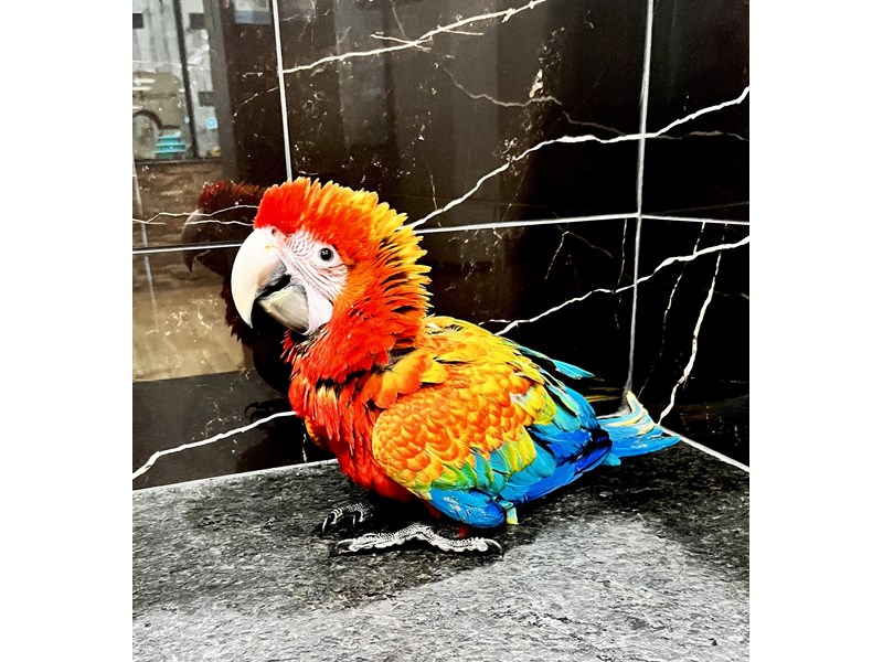 FLAME MACAW