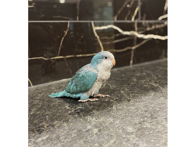 Quaker Parrot