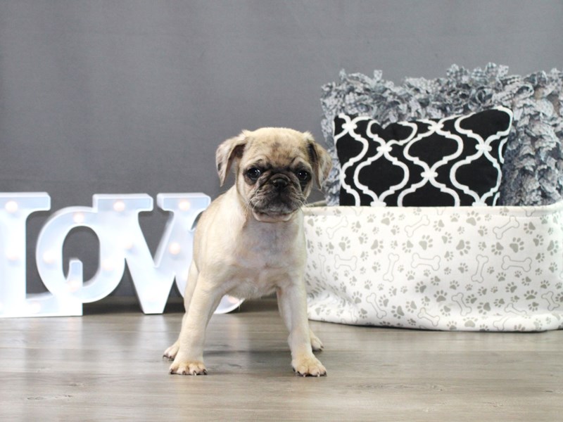 Pug