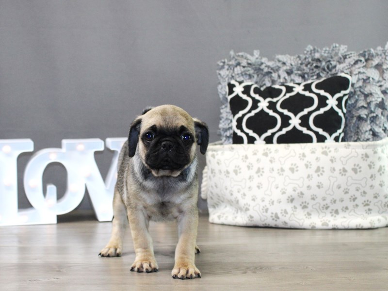 Pug