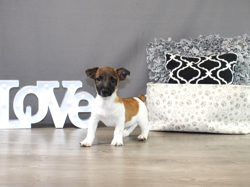 Jack Russell Terrier
