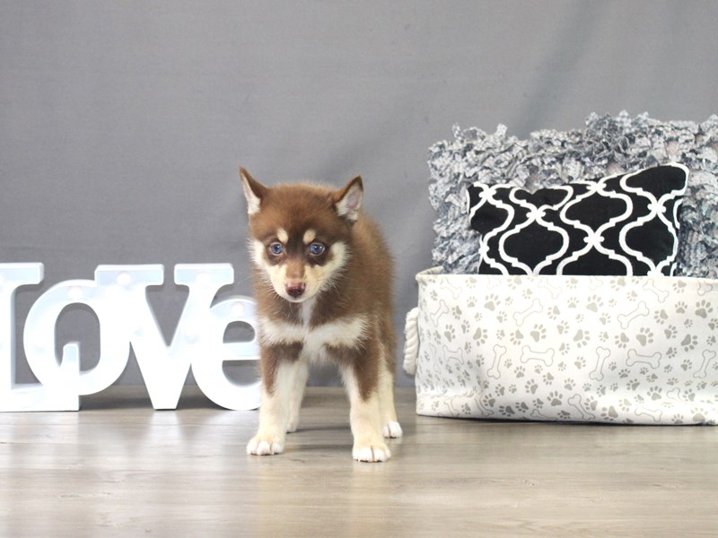 Pomsky