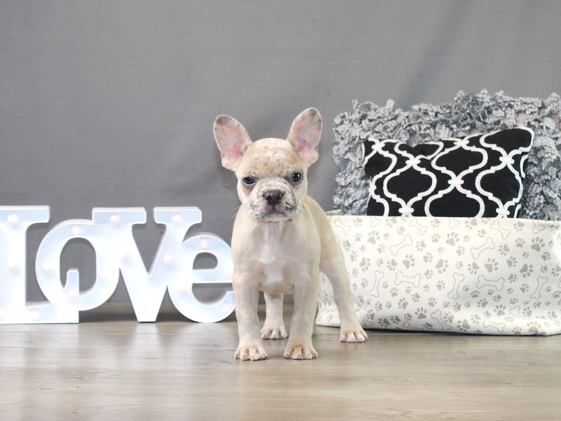 French Bulldog
