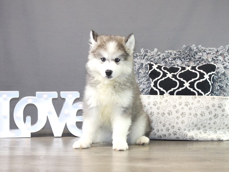 Huskimo