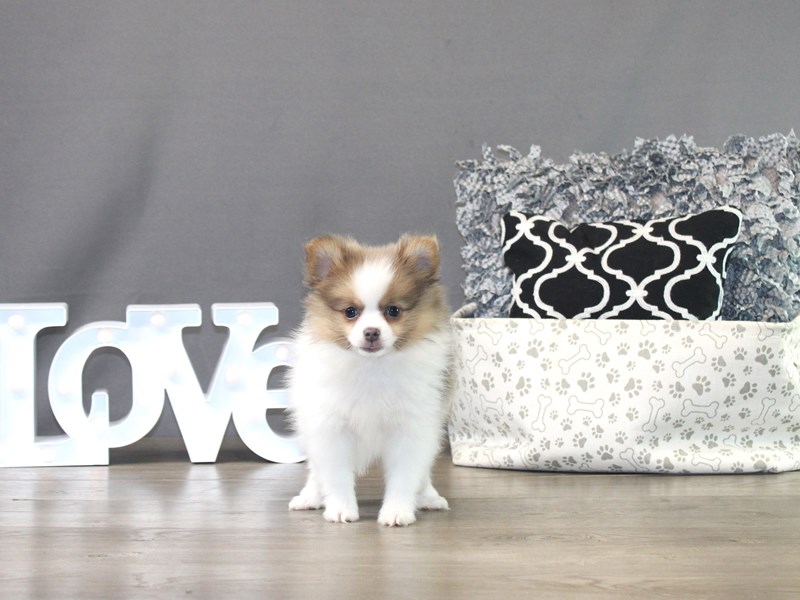 Pomeranian