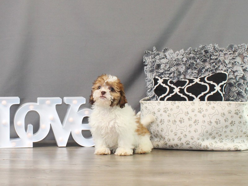 Shih Poo – Bailey Madison Marie Baker