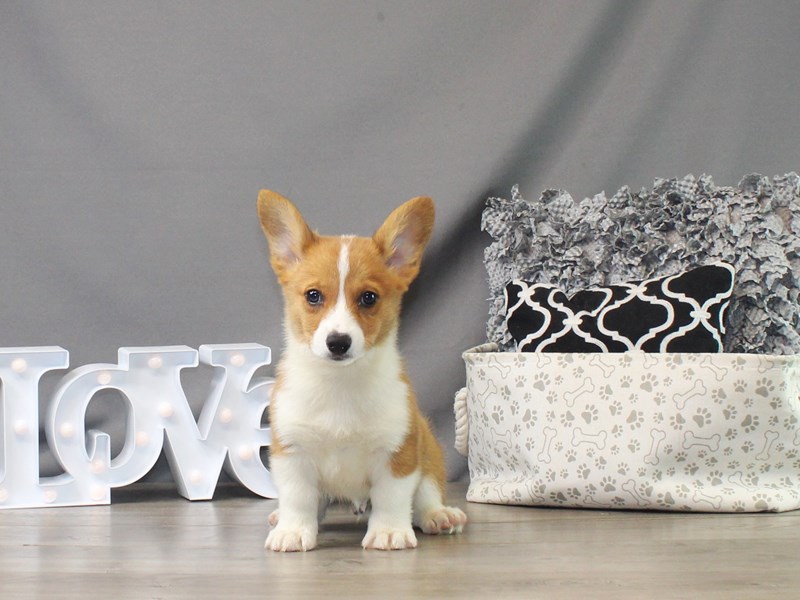Pembroke Welsh Corgi