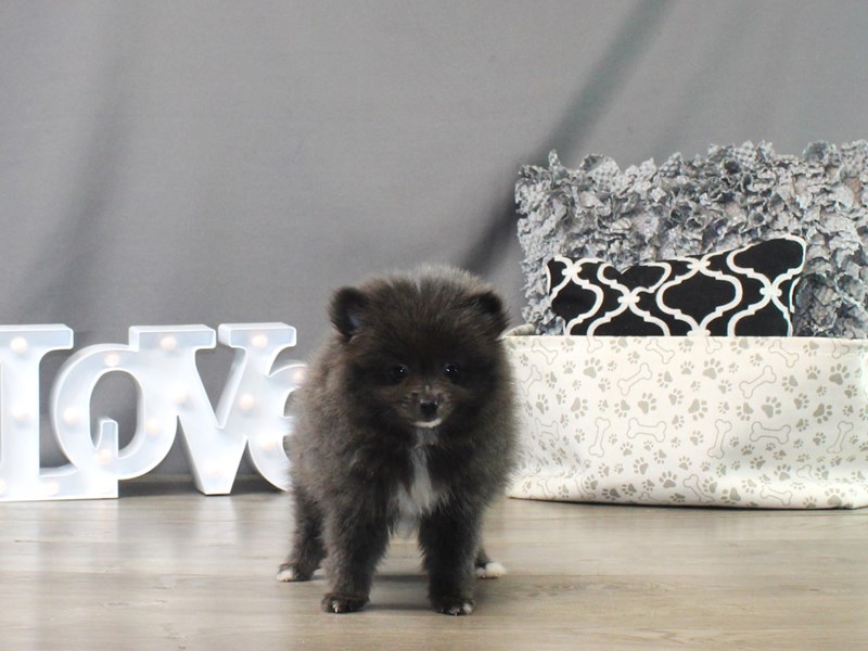 Pomeranian